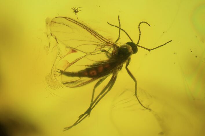 Two Fossil Flies (Diptera) In Baltic Amber #72220